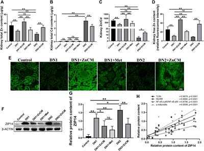 Zn(II)–curcumin prevents cadmium-aggravated diabetic nephropathy by regulating gut microbiota and zinc homeostasis